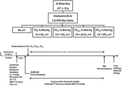 Variability in Tidal Volume Affects Lung and Cardiovascular Function Differentially in a Rat Model of Experimental Emphysema